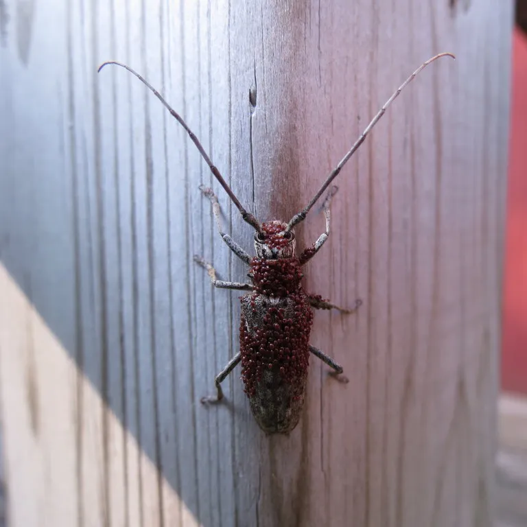 Adult pine sawyer beetle, the grown form of a common round-headed borer, resting on a wooden post