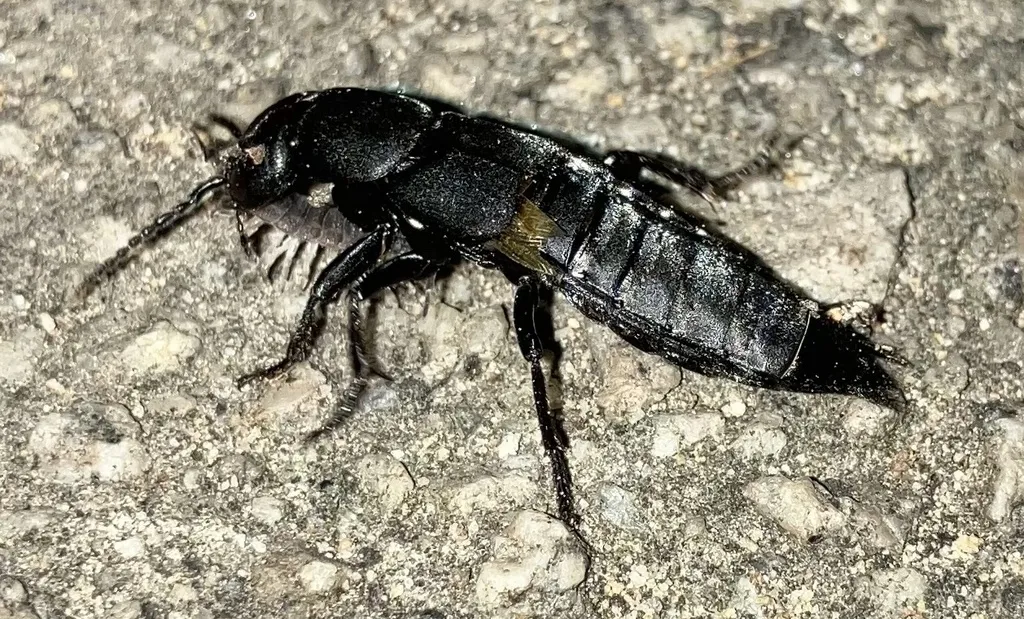 Black rove beetle on concrete showing short wing covers and a long, bare, segmented abdomen