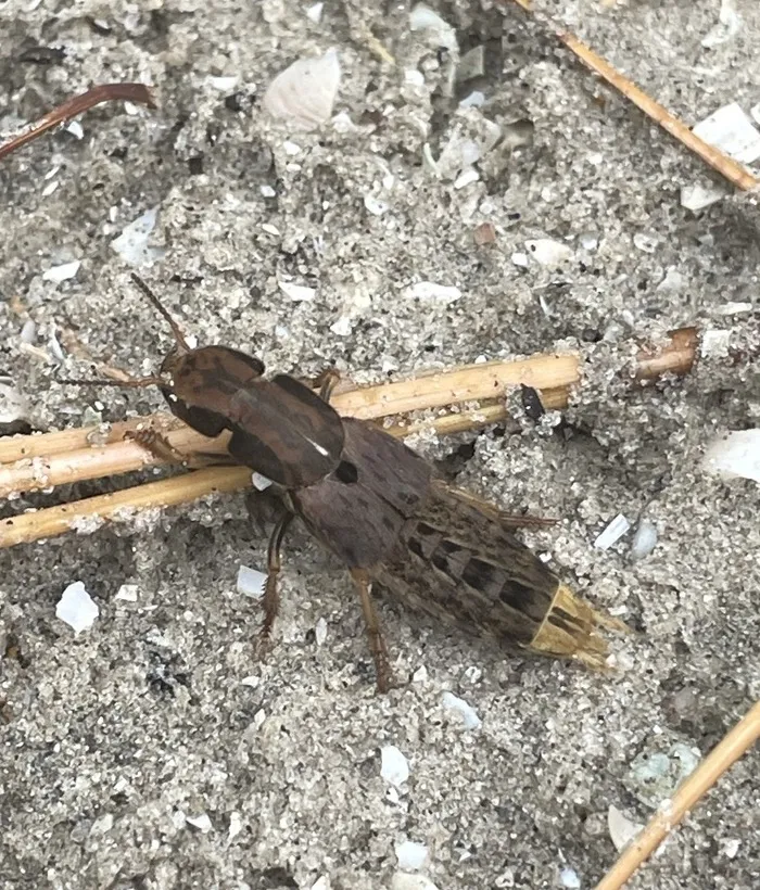 Mottled brown rove beetle on sandy soil among pine needles