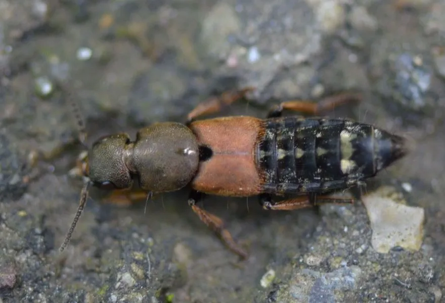 Rove beetle with orange wing covers and a spotted black abdomen on damp gravel