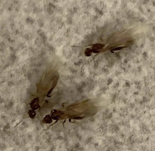 Winged rover ant reproductives (alates) on fabric surface preparing for mating flight
