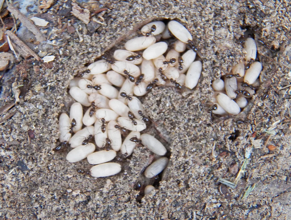 Rover ant colony with workers tending white pupae and larvae in soil nest