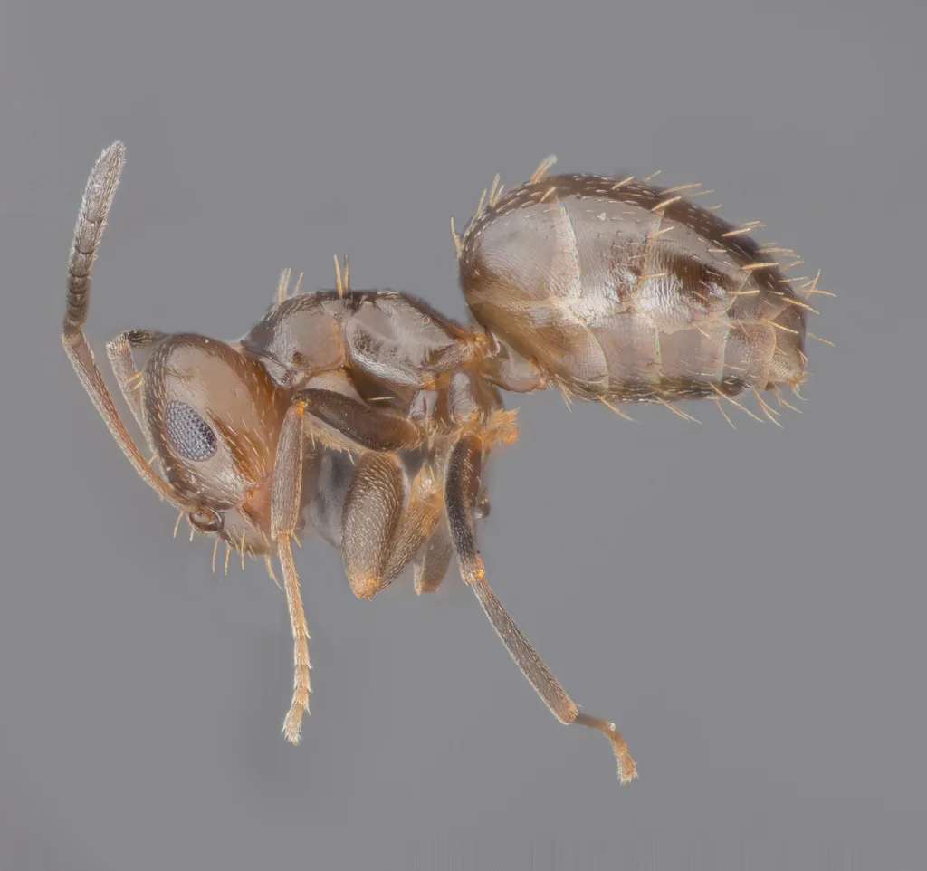 Side profile macro photograph of a dark rover ant showing its characteristic small body and smooth exoskeleton