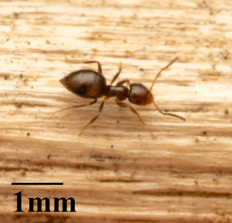 Rover ant with 1mm scale bar showing the ant's tiny size relative to measurement