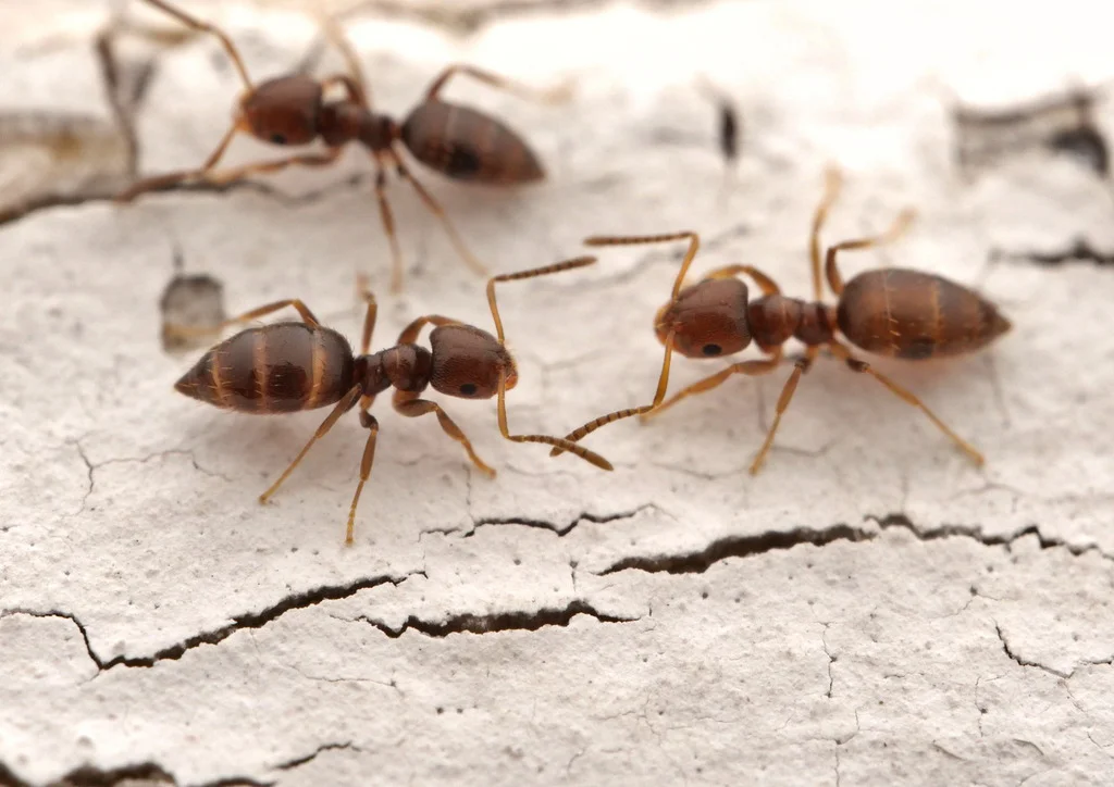 Multiple rover ants foraging together on a cracked surface demonstrating their social foraging behavior