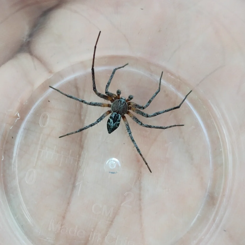 Running crab spider in container showing body shape and leg proportions
