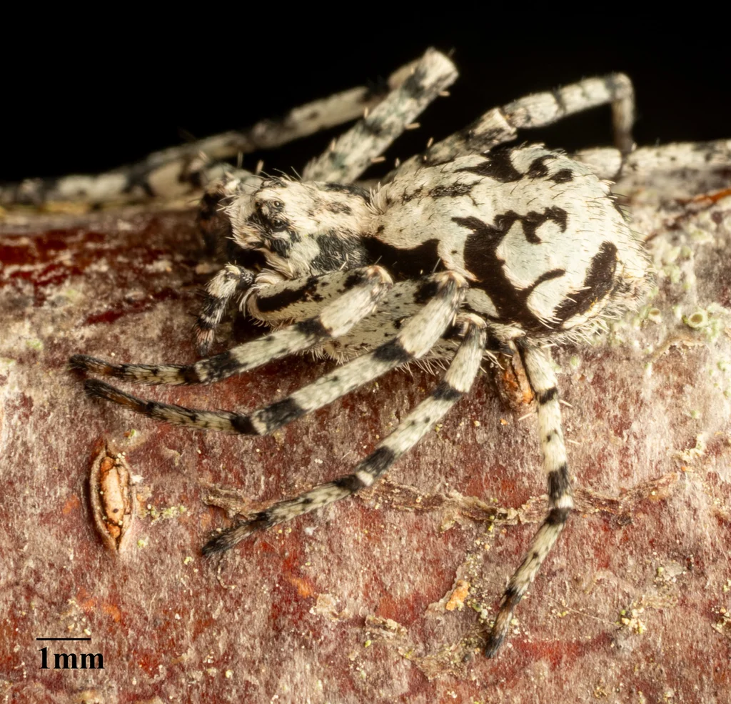 Running crab spider with 1mm scale reference showing actual size