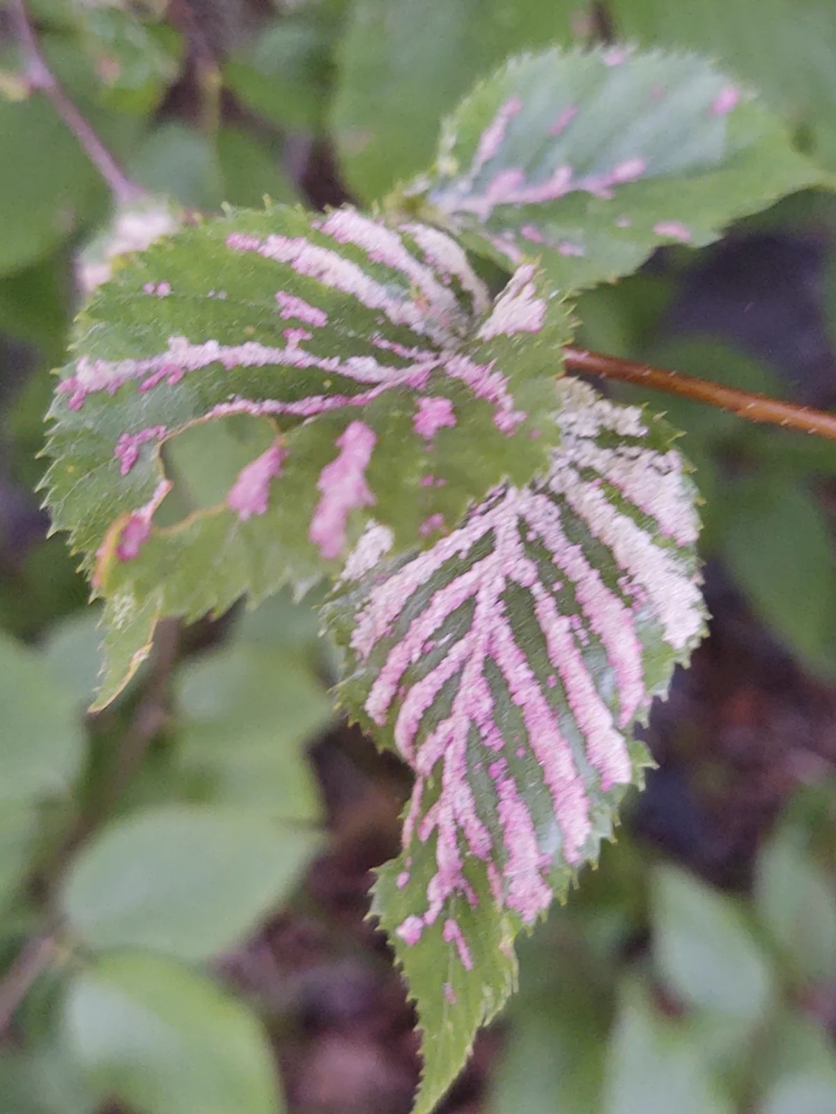 Leaf with pink and russet-colored erineum patches caused by rust mites