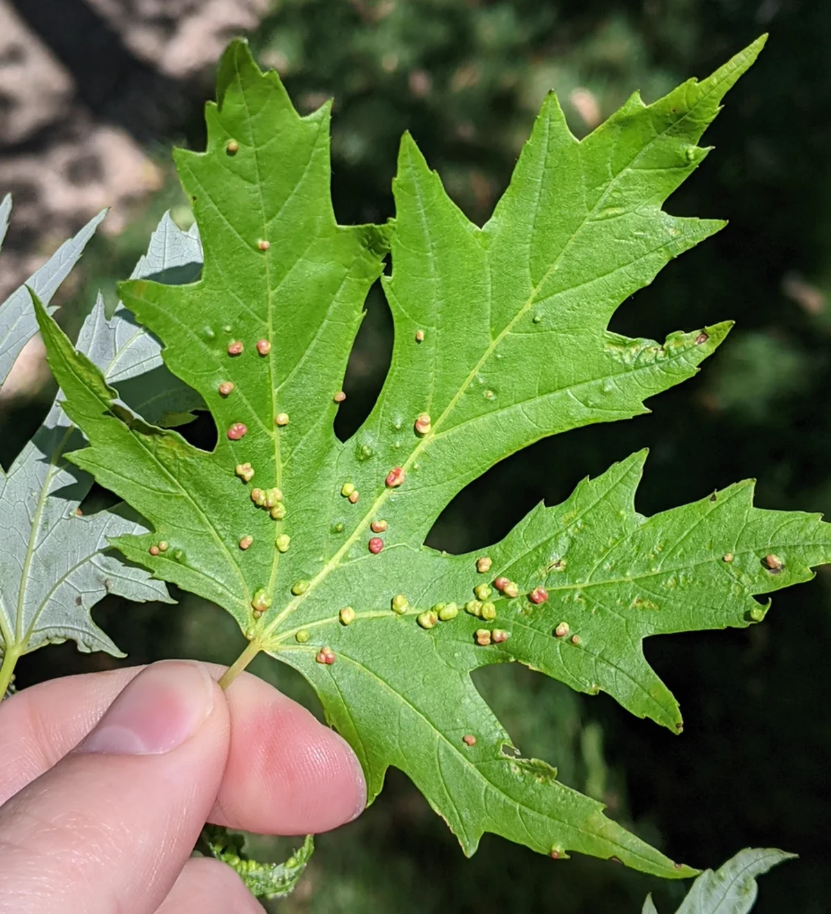Oak leaf with yellow-green galls caused by eriophyid mites