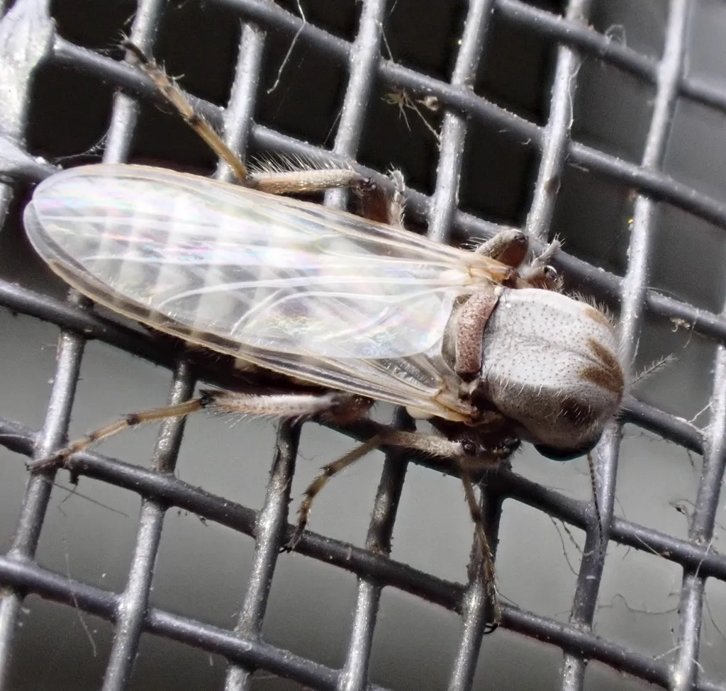 Detailed view of a biting midge on a mesh surface