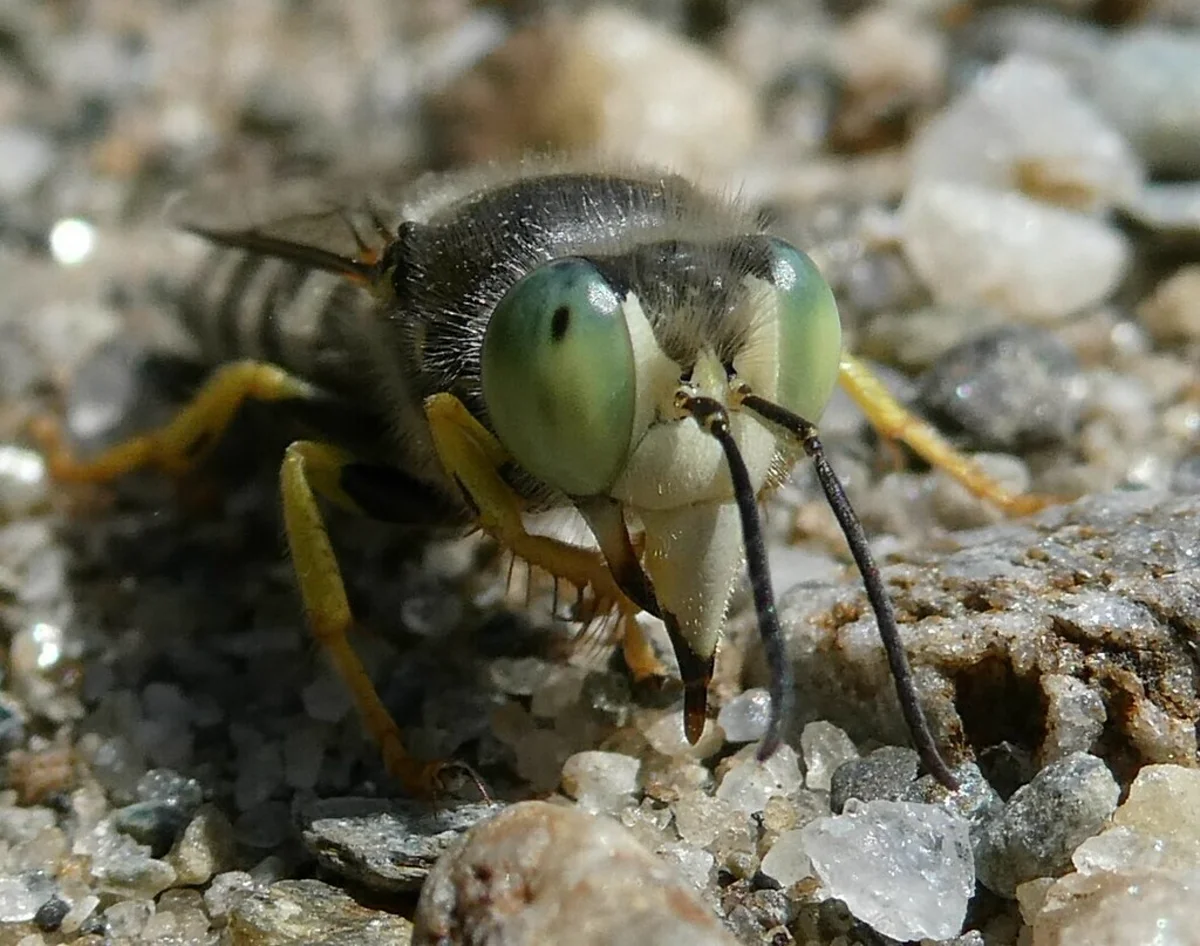 Close-up of sand wasp face showing bright green compound eyes and elongated mouthparts