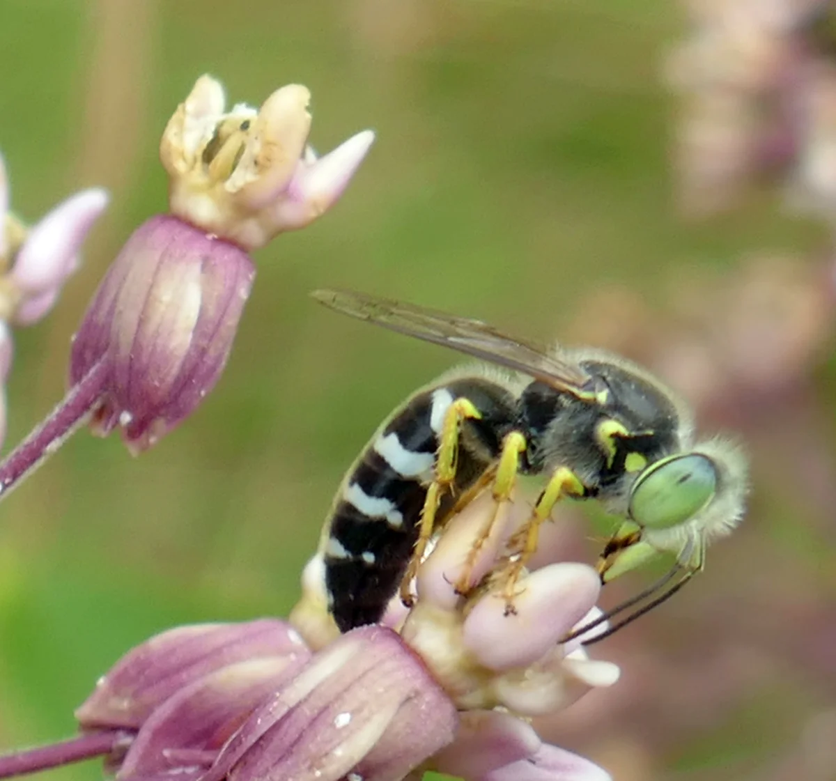 Sand wasp visiting milkweed flower for nectar