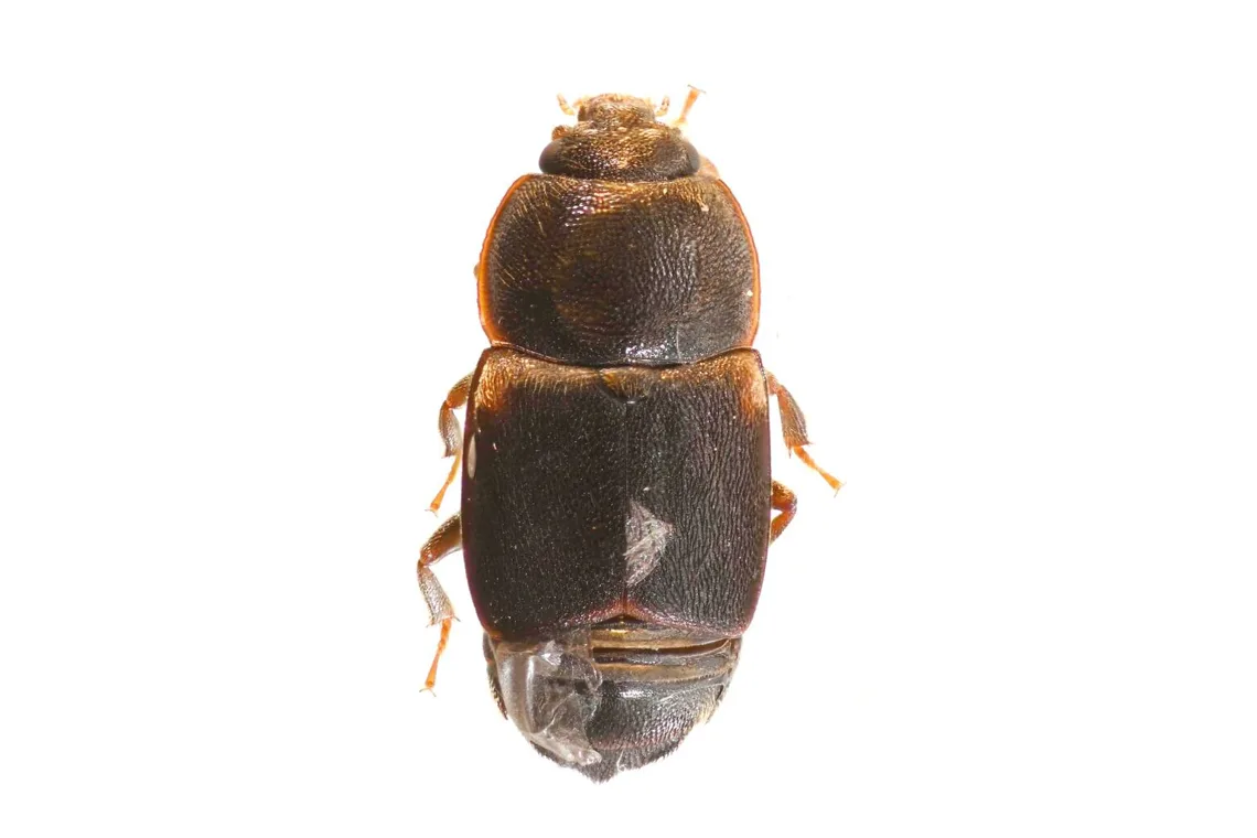 Dusky sap beetle seen from above, a small dull brown-black beetle with short wing covers that leave the abdomen tip bare