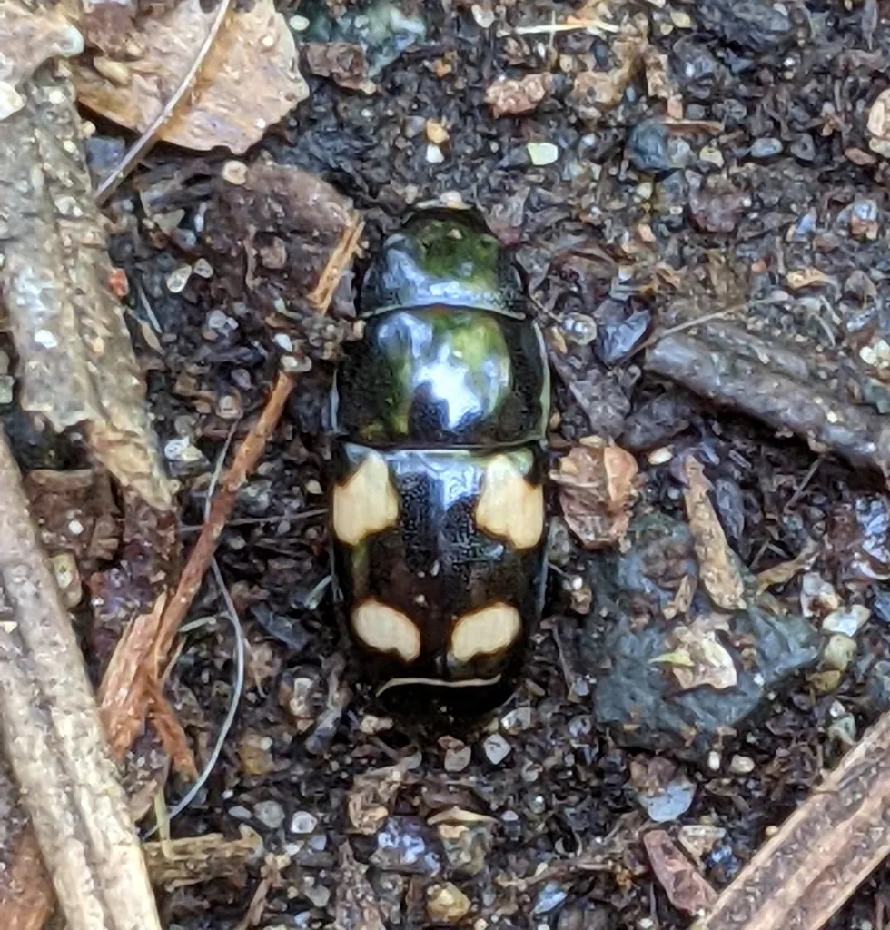 Four-spotted sap beetle, black with four pale yellow spots, on soil and wood chips