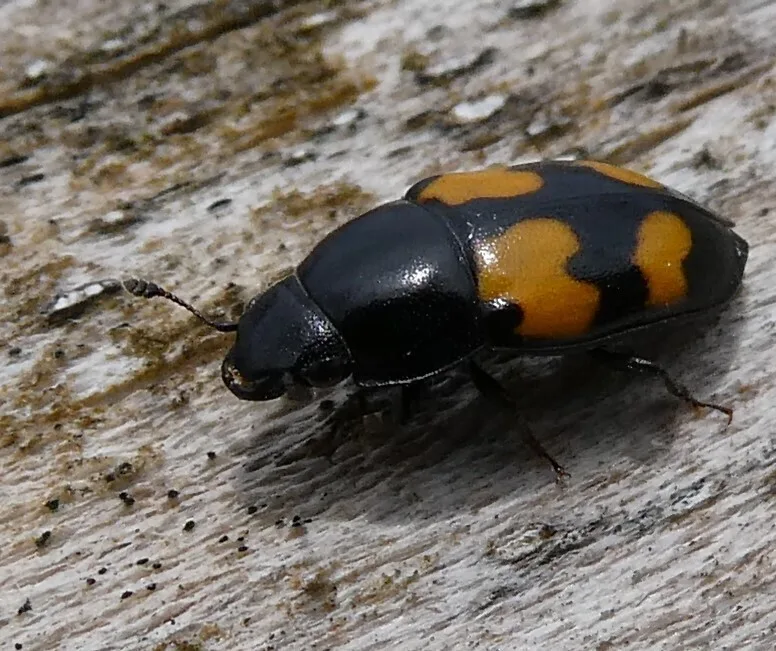 Picnic beetle from the side on weathered wood, showing its flat black body and orange wing markings
