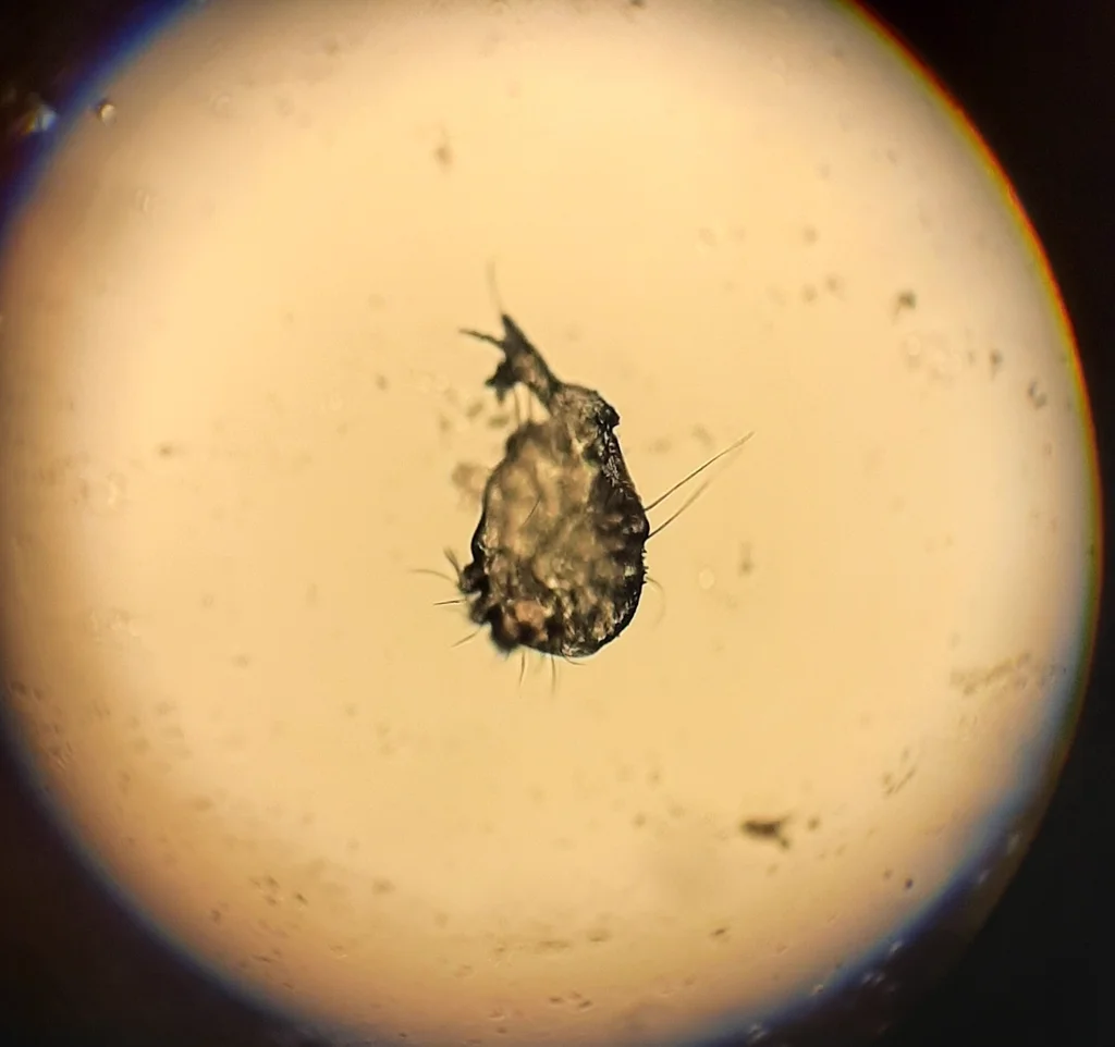 Sarcoptic mange mite under microscope showing dorsal spines and leg structure
