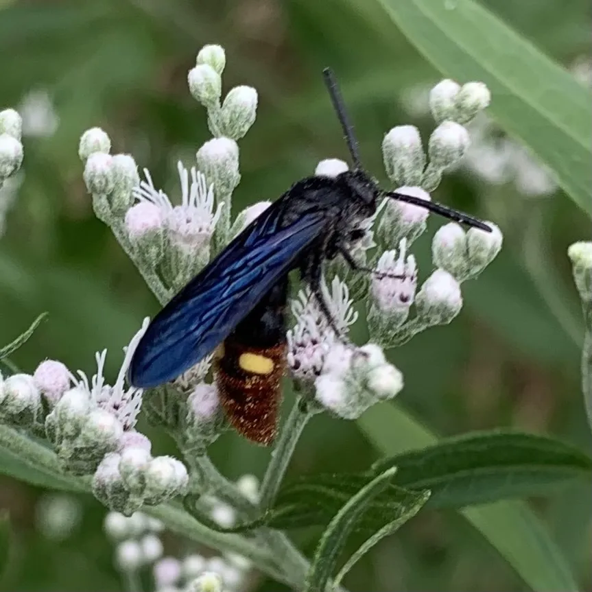 Blue-winged scoliid wasp on white flower cluster showing dark blue wings and orange abdominal markings