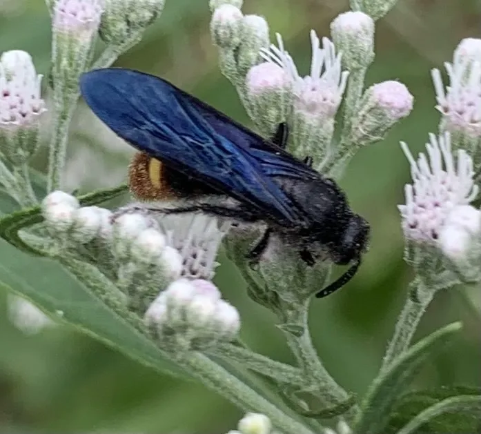 Scoliid wasp resting on flowers with folded dark blue-black wings