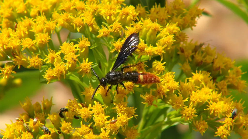 Blue-winged scoliid wasp foraging on goldenrod in late summer