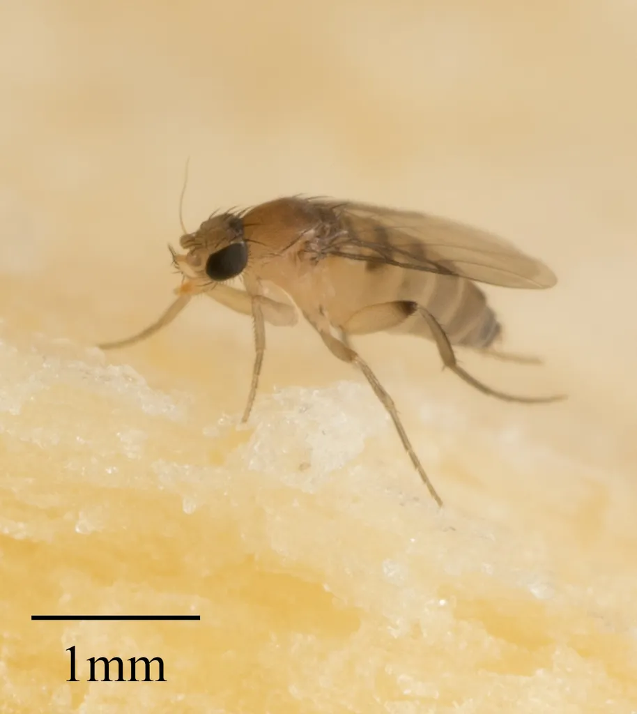 Close-up of a scuttle fly showing detailed body structure and leg positioning