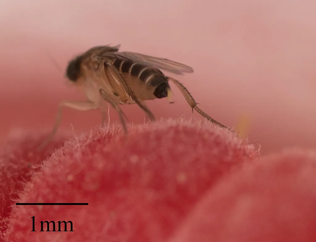 Scuttle fly profile showing the characteristic humpbacked appearance