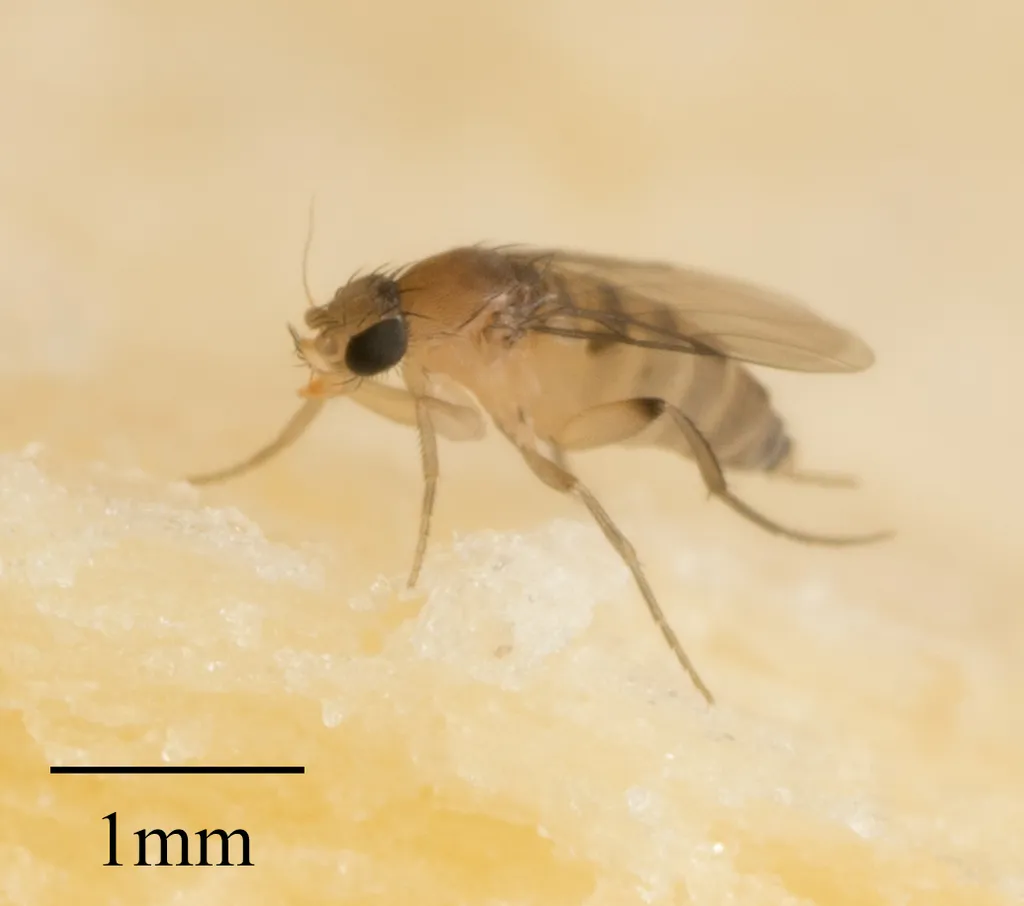 Clear side view of a scuttle fly on a neutral background