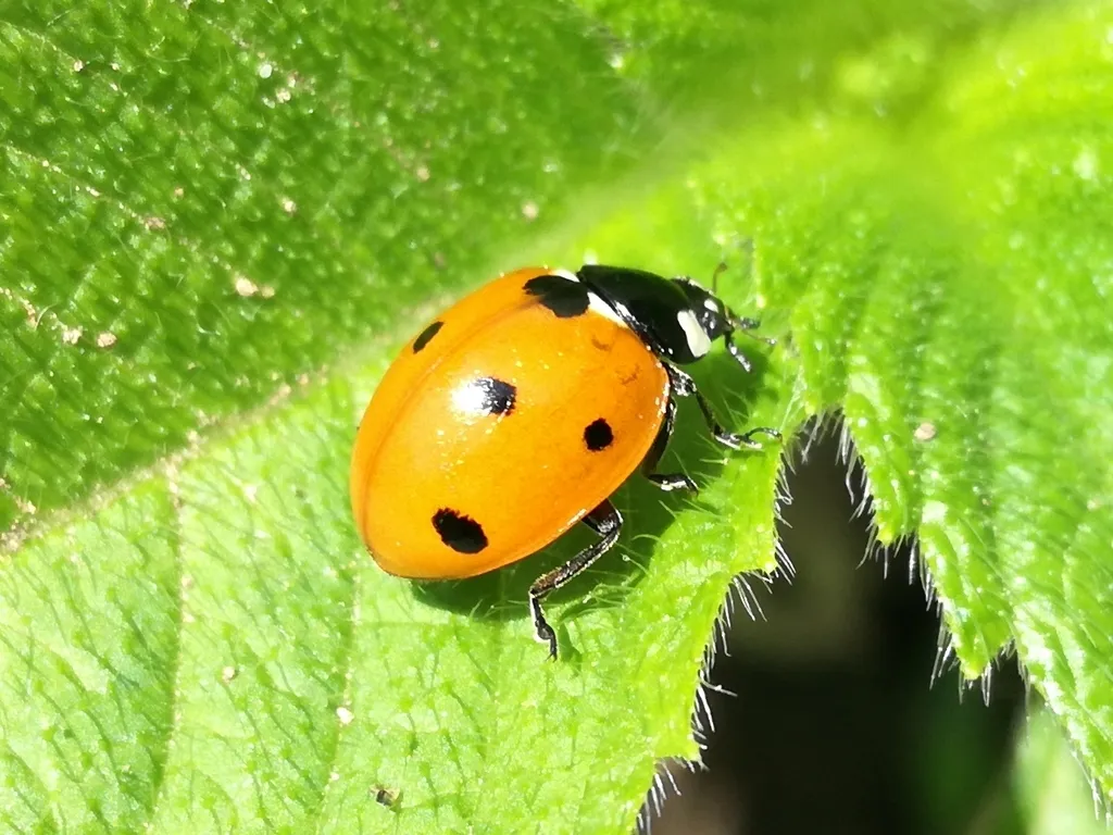 Seven-spotted lady beetle resting on a green leaf, side view showing its domed orange-red shell