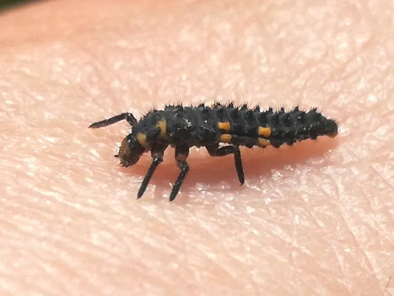 Seven-spotted lady beetle larva, a spiny black grub with orange spots, crawling on a hand