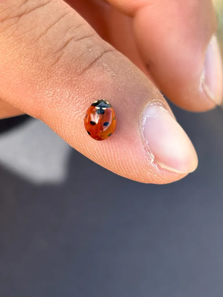 Seven-spotted lady beetle on a fingertip showing its small size
