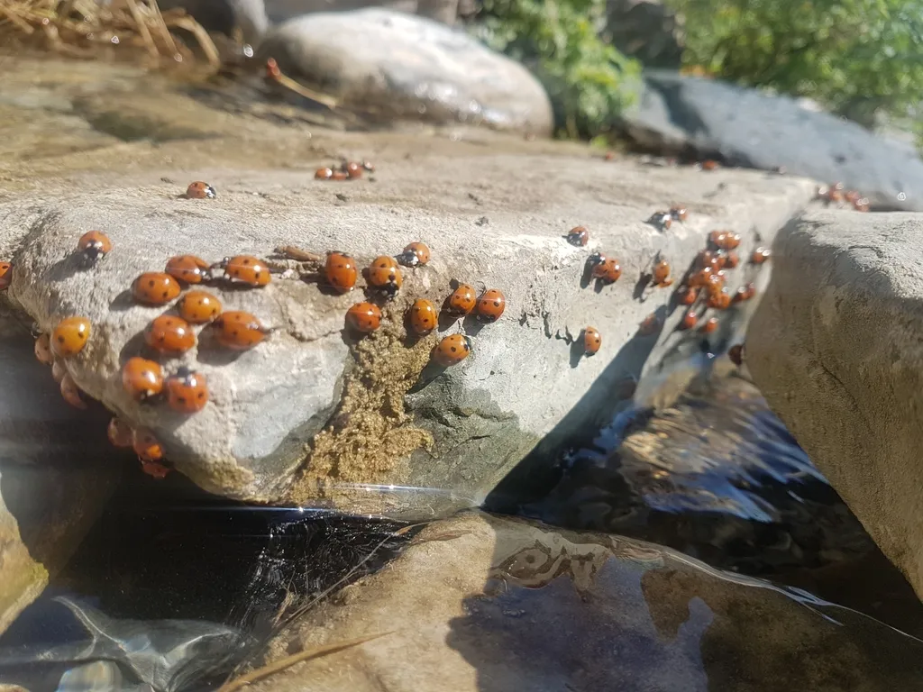 Group of lady beetles gathered on a sunny rock outdoors