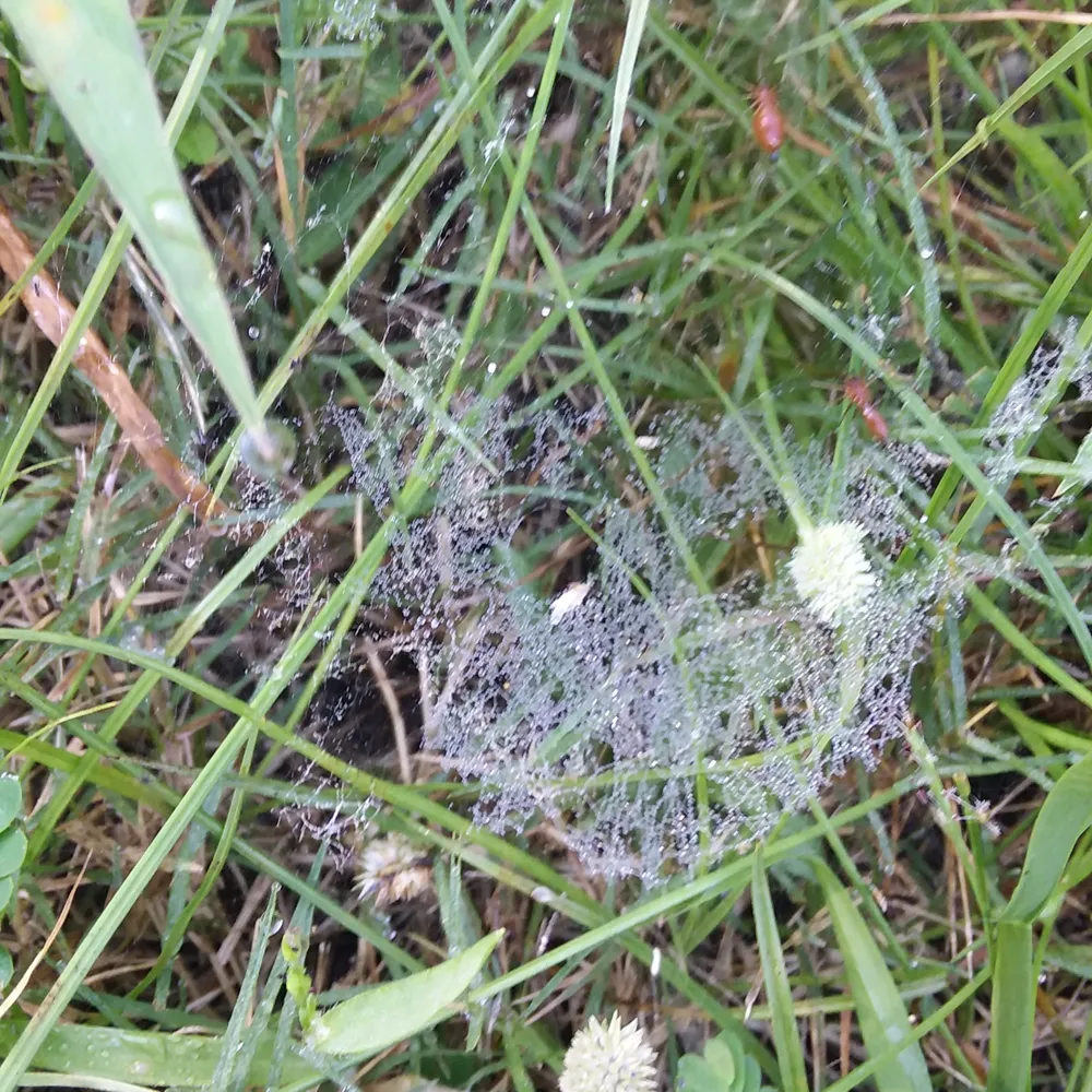 Small flat sheet web glistening with morning dew low in a grassy lawn
