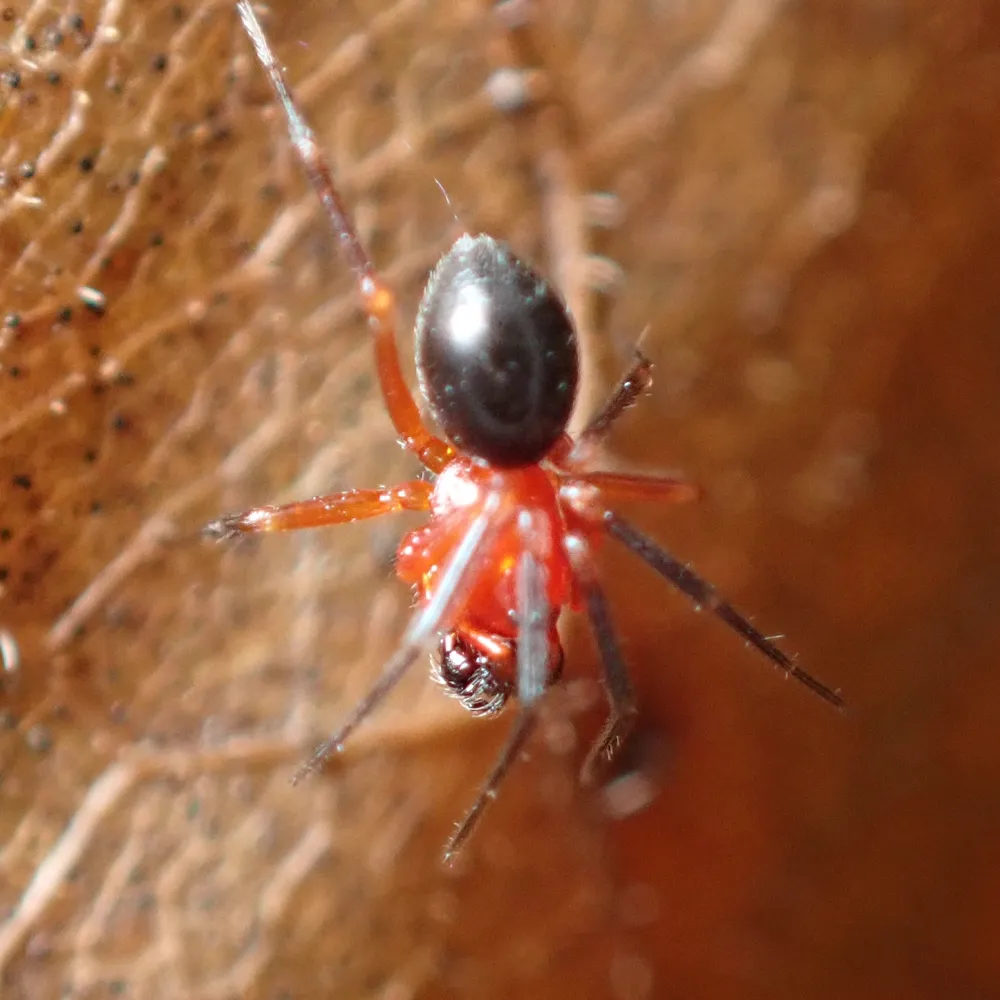 Tiny dwarf spider, a type of sheet weaver, with an orange-red front body and a shiny black abdomen on a dry leaf