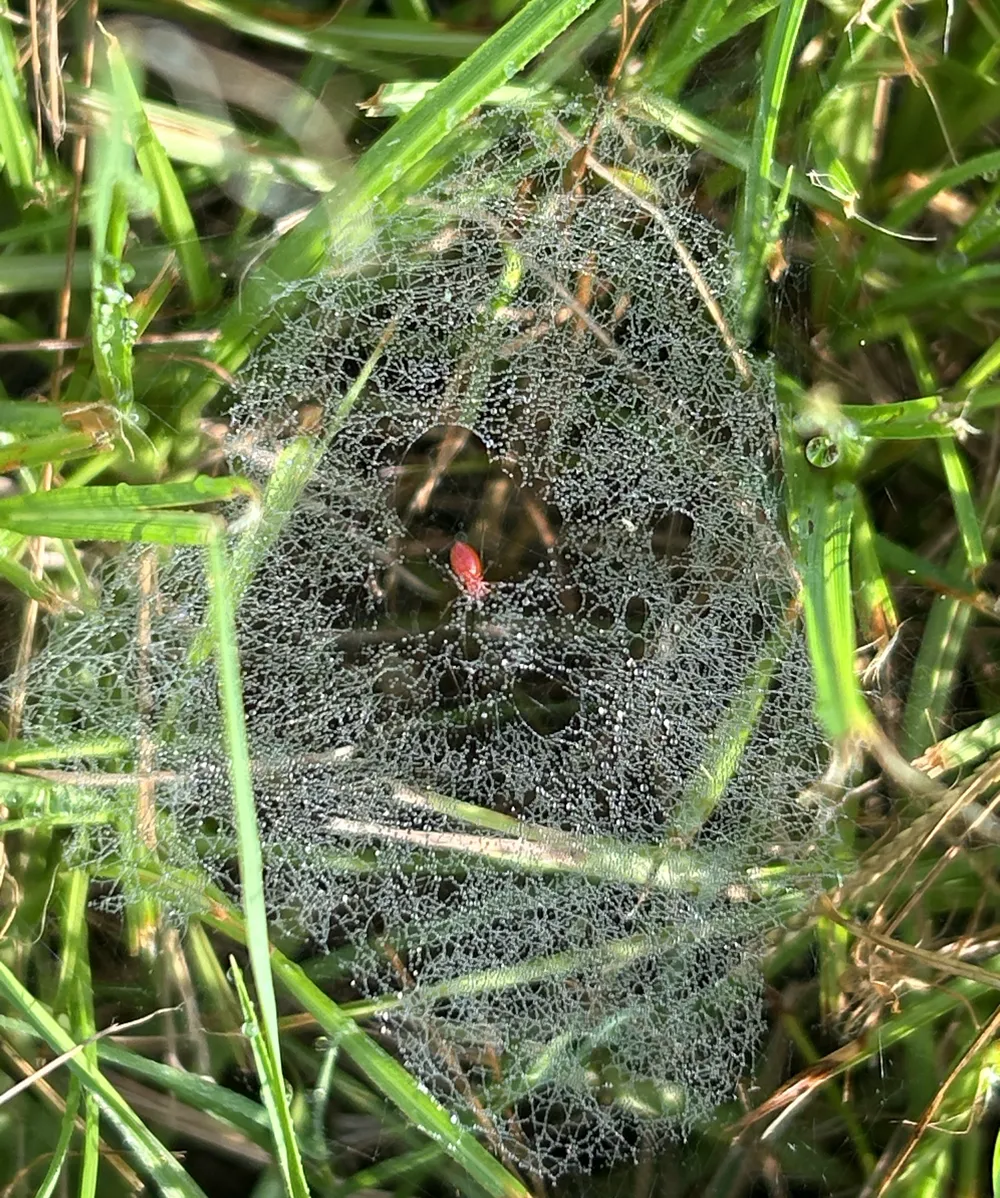 Dew-covered sheet web spread across lawn grass with a small red sheetweaver spider in the middle