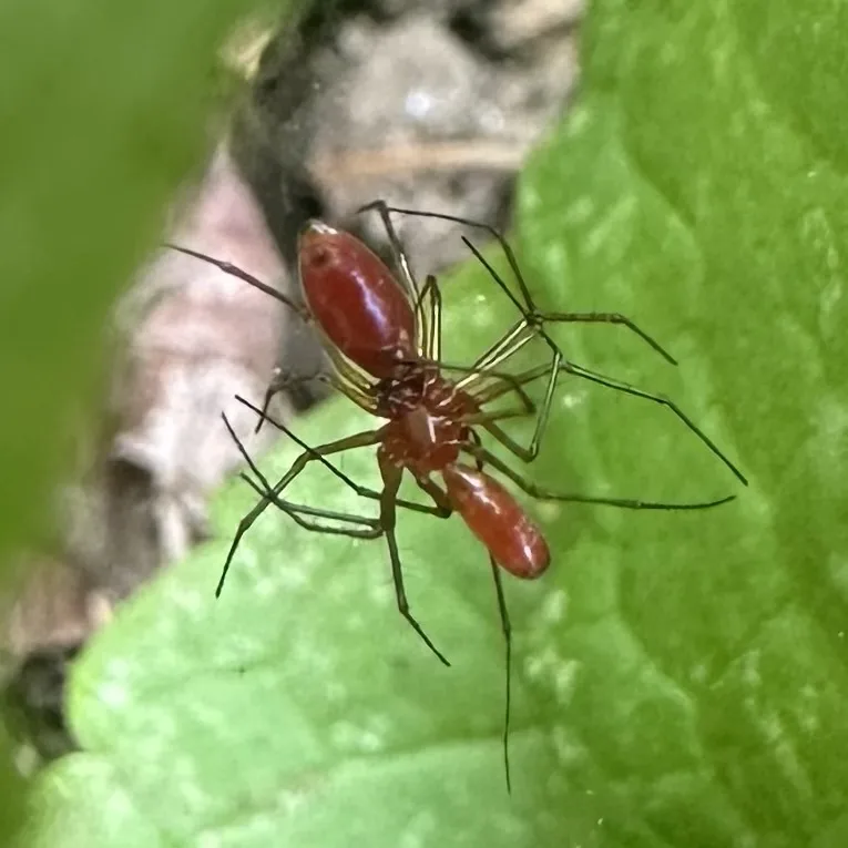 Black-tailed red sheetweaver spider with a bright red body and long dark legs on a green leaf
