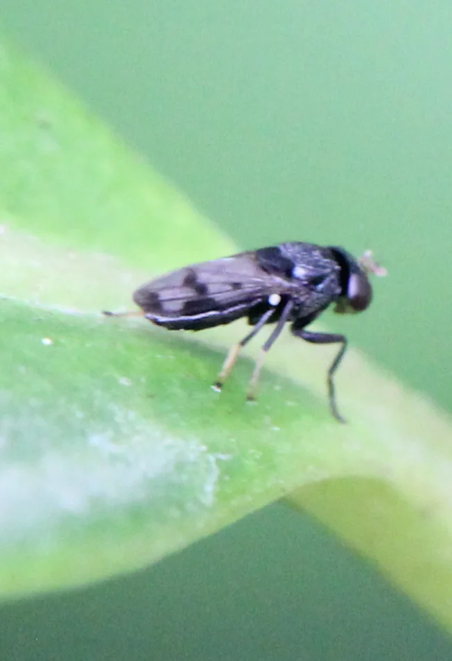 Shore fly resting on a green leaf in its natural habitat