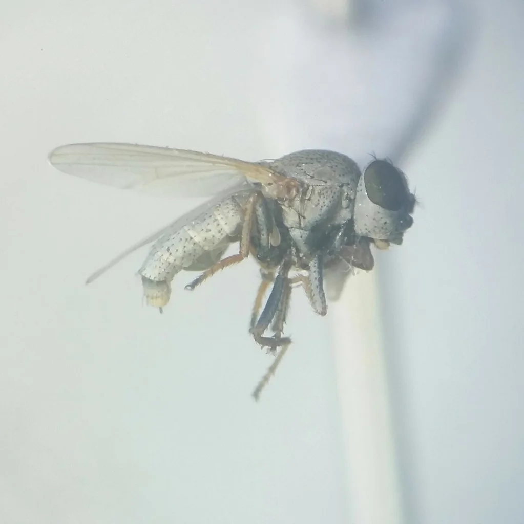 Shore fly with wings extended showing characteristic wing pattern