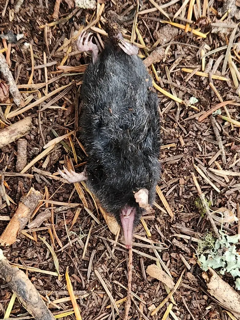 Dorsal view of American shrew mole displaying body shape and tail