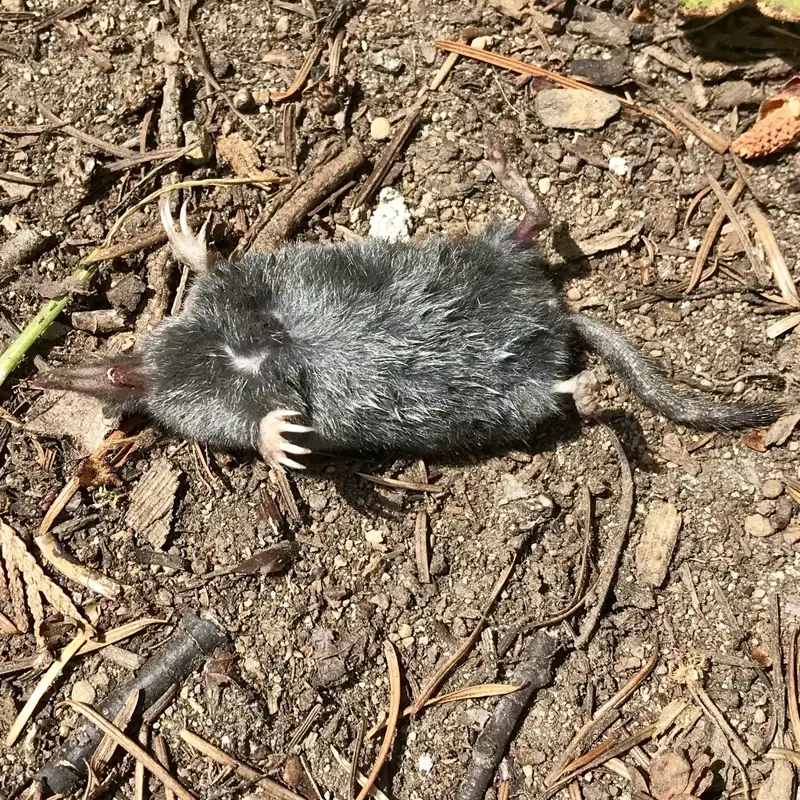 Side profile of American shrew mole showing elongated claws and pointed snout