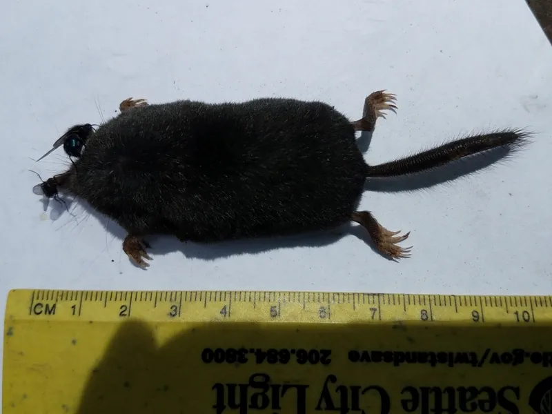 American shrew mole next to ruler showing small body size