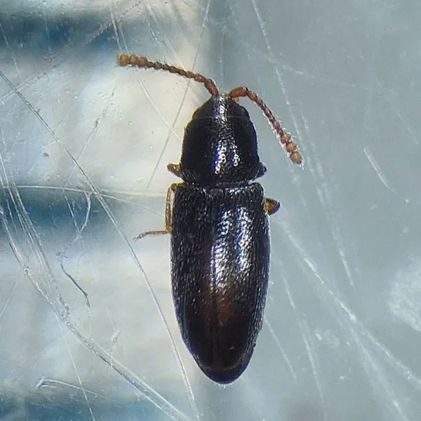 Dark silken fungus beetle in the genus Atomaria seen from above showing its narrow shiny body and clubbed antennae