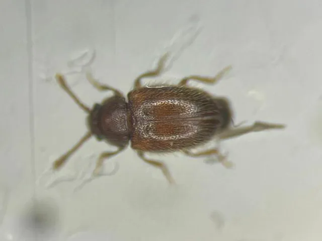 Silken fungus beetle under magnification showing its oval body, toothed thorax edges, and beaded antennae