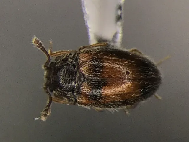Silken fungus beetle seen from above showing fine hairs and light and dark brown bands on its wing covers