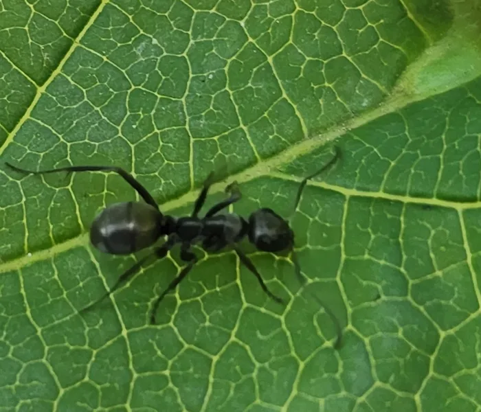 Silky ant worker foraging across a leaf surface