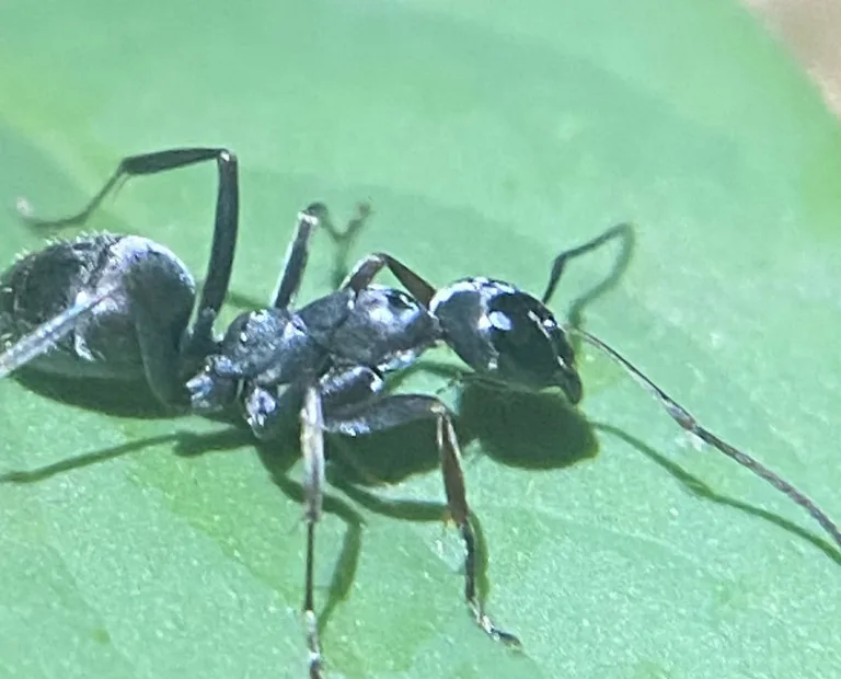 Close side view of a silky ant showing its rounded head and slim, uneven thorax