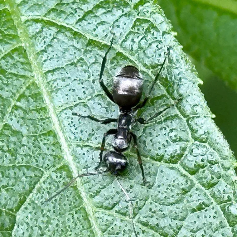 Silky ant seen from above with the silvery, satin-like sheen on its abdomen