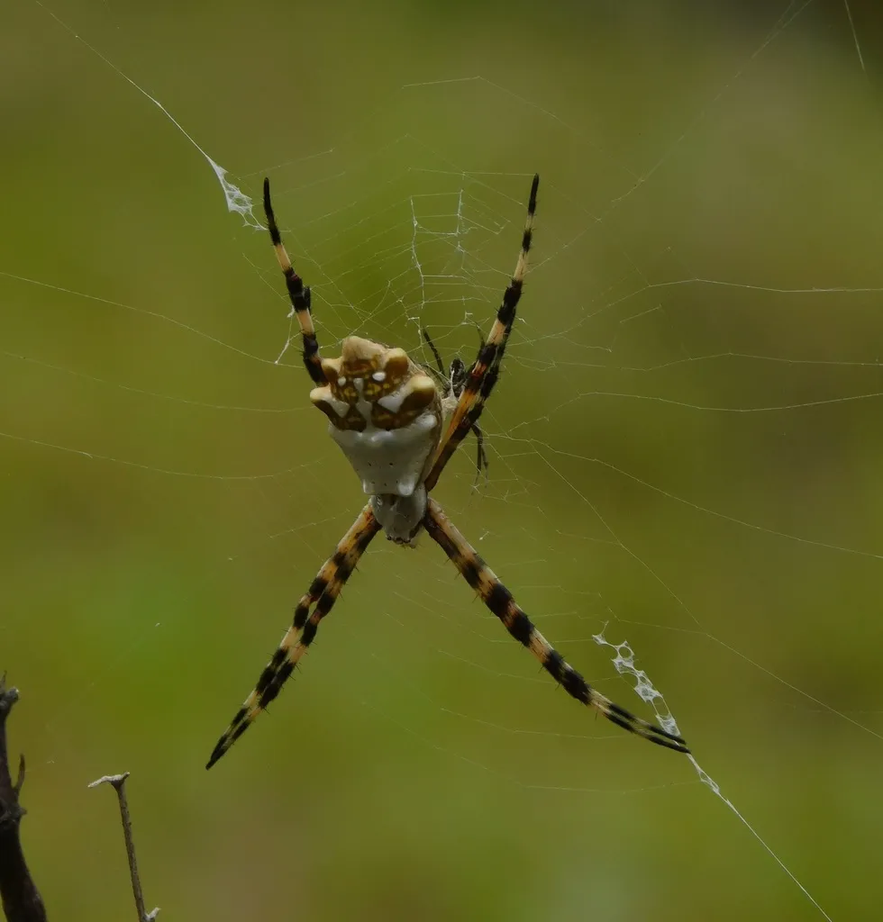 Silver garden spider hanging in web showing banded legs and patterned abdomen