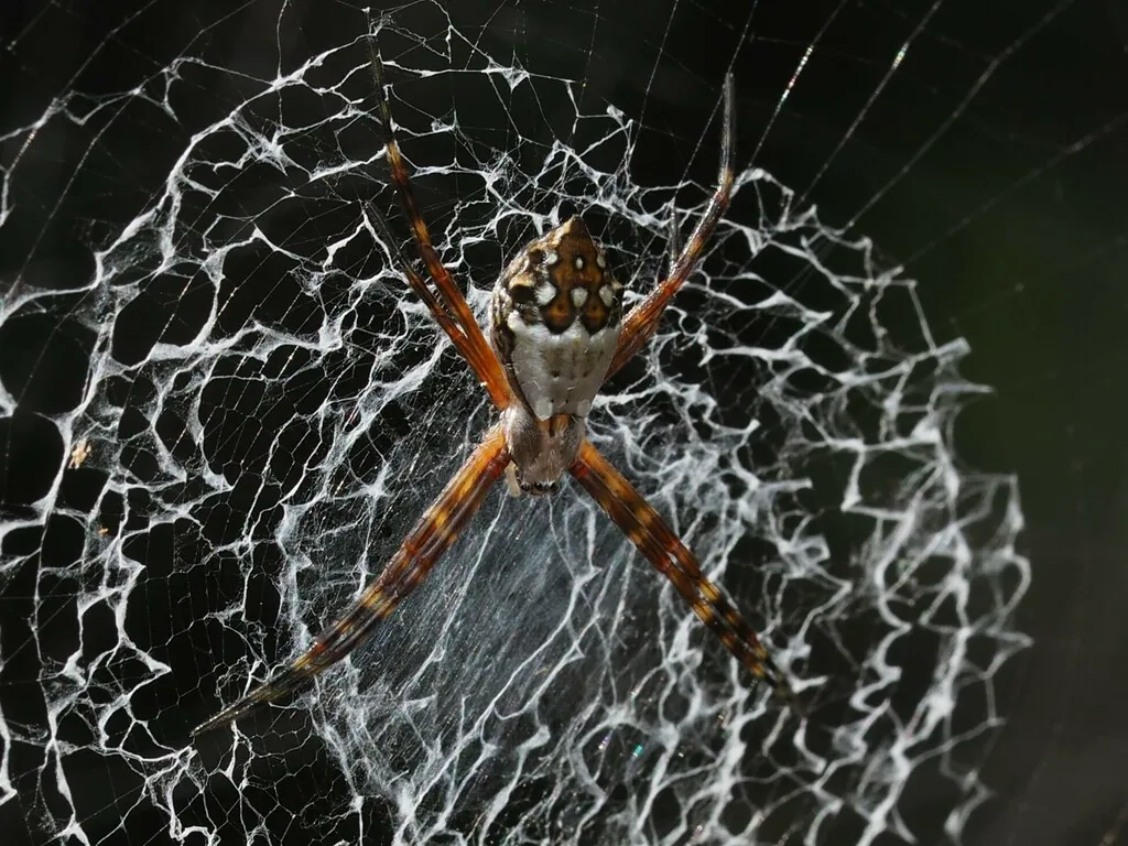 Silver garden spider in orb web with visible stabilimentum zigzag silk pattern