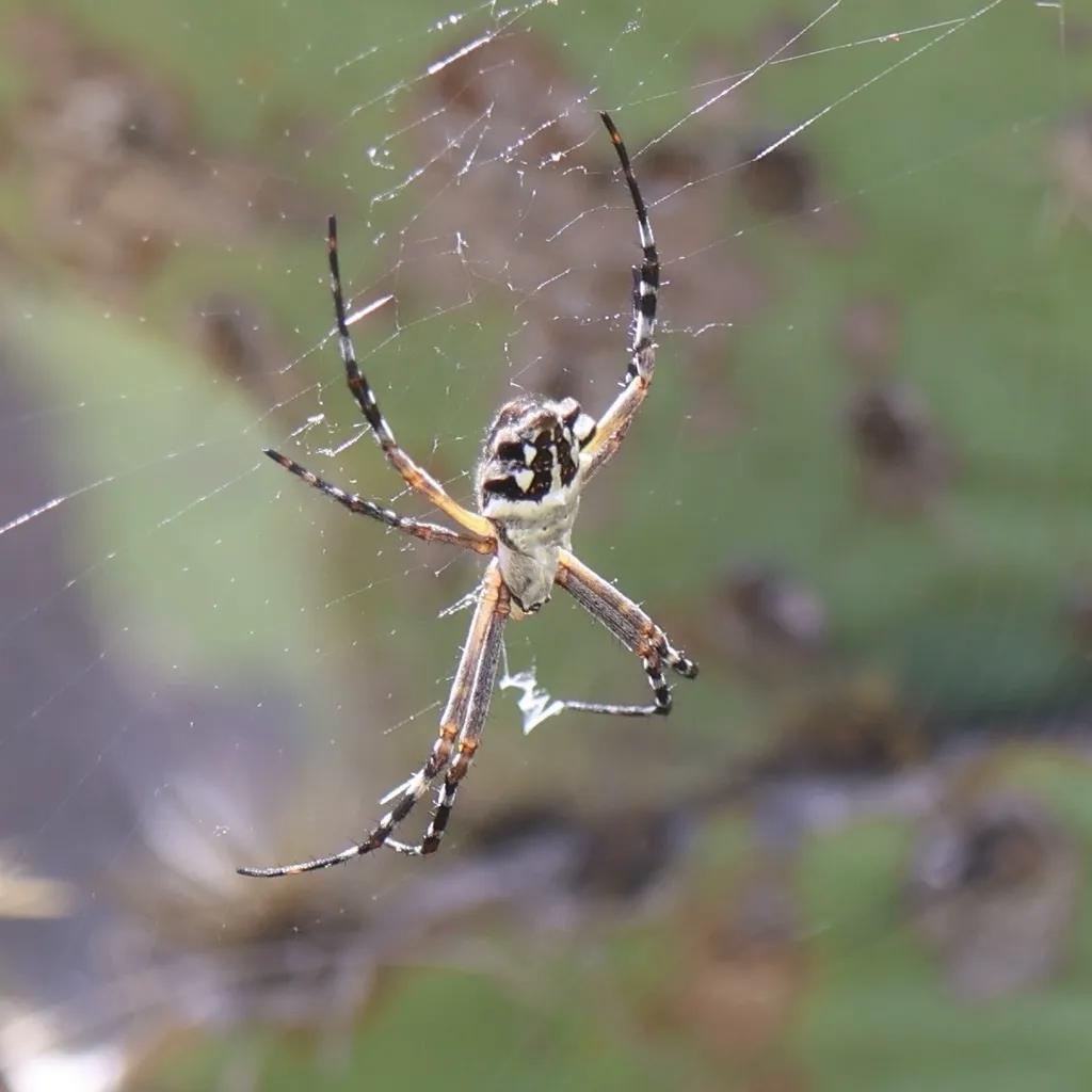 Silver garden spider on web showing full body and characteristic silver markings