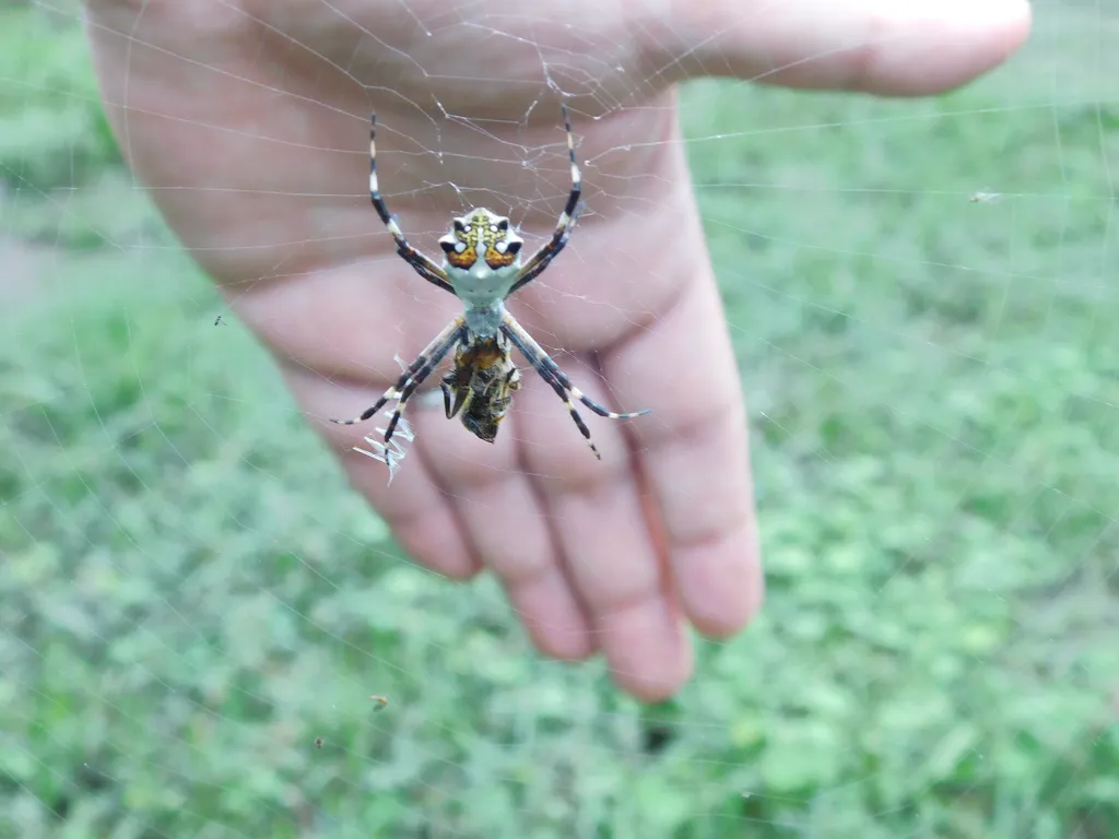 Silver garden spider next to a human hand for size comparison
