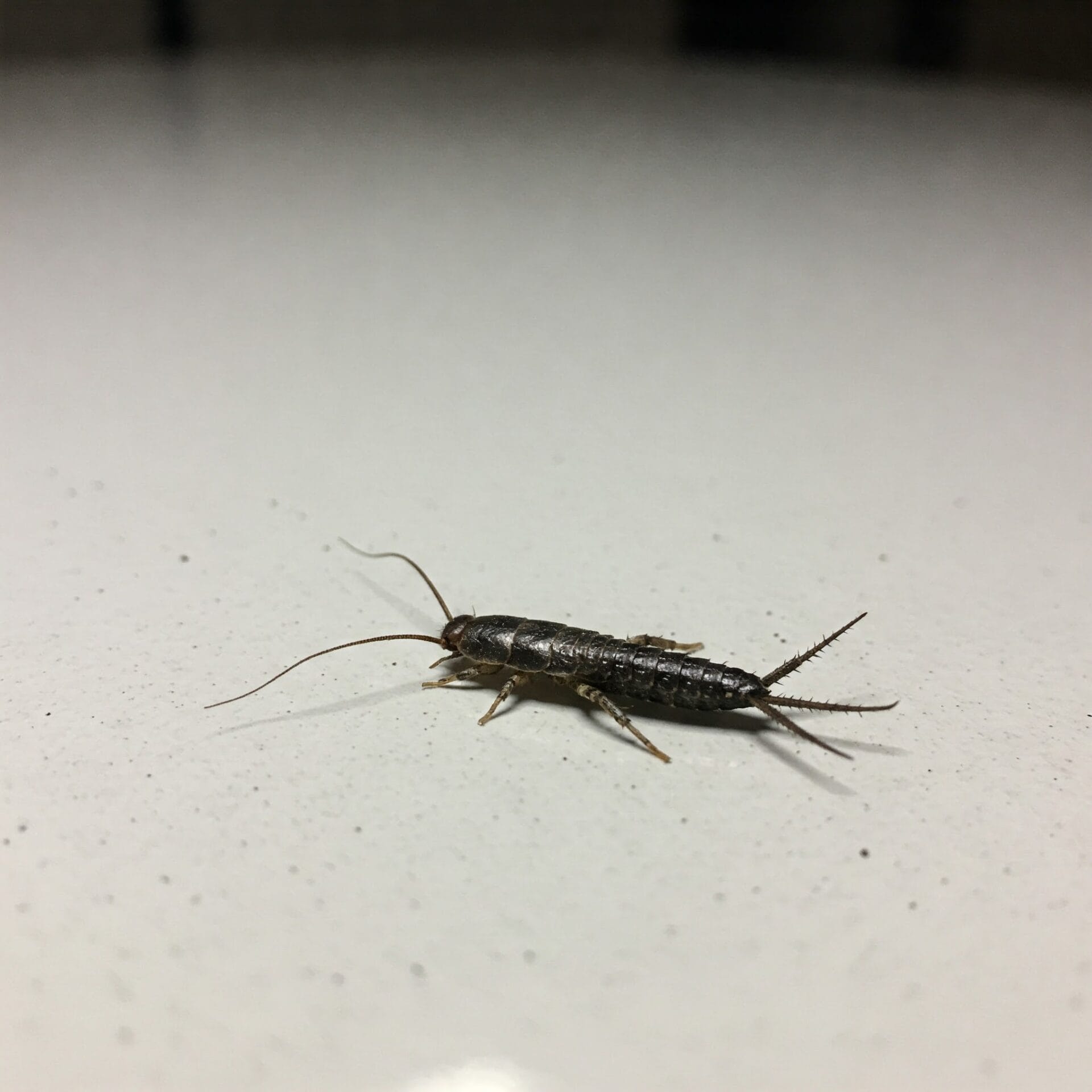 Silverfish photo 2